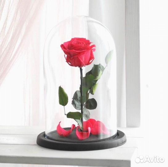 Роза в колбе. Живая