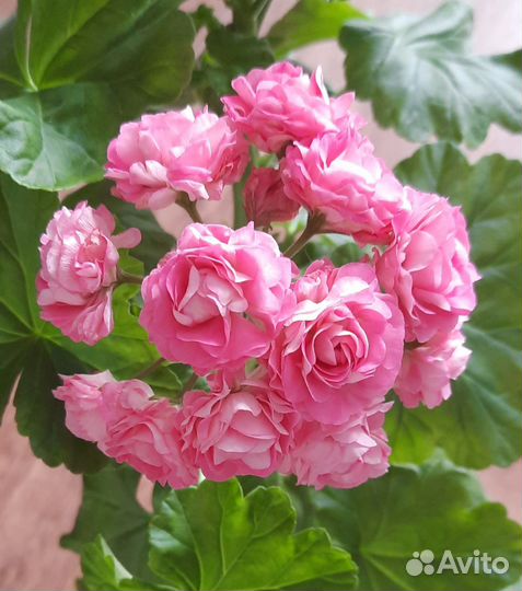 Пеларгония герань