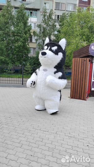 Хаски, надувной костюм