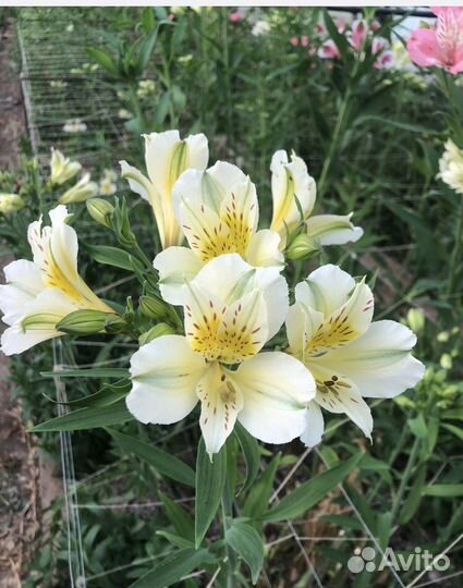 Доставка цветов опт.розница.букетов