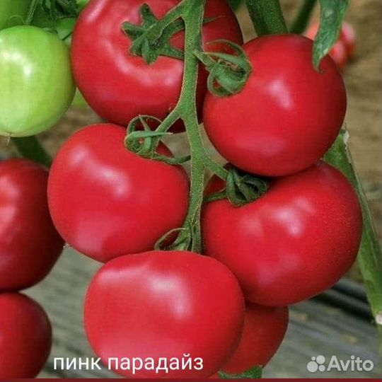 Семена томата Пинк Парадайз f1 10 шт