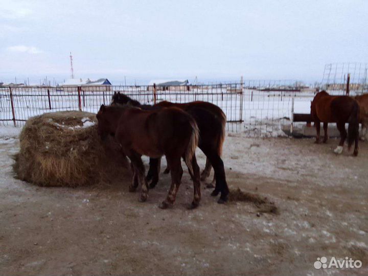 Продажа лошадей