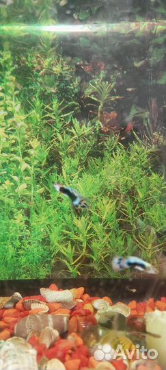 Аквариумные рыбки гуппи