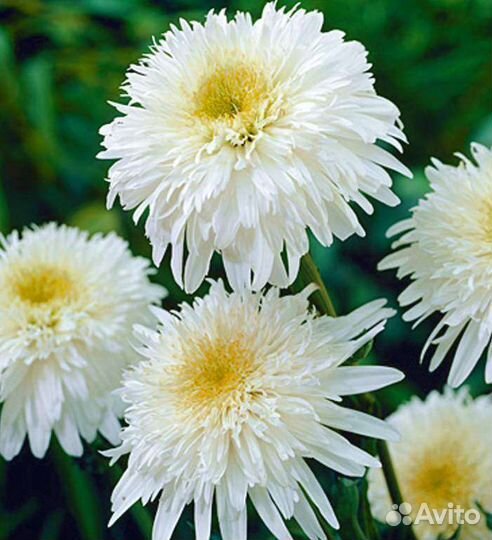 Кануфер- пиретрум, ромашка, буквица