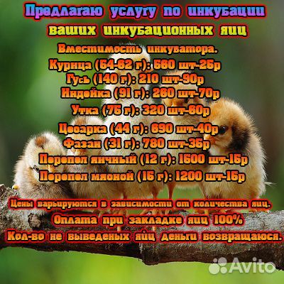 Инкубация