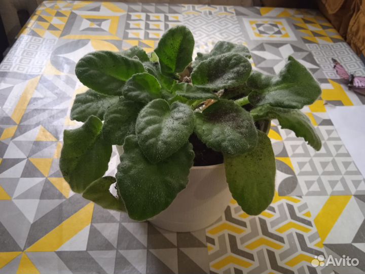 Фиалки, взрослое растение и детки