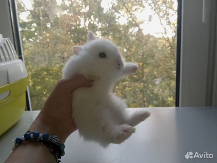 Карликовые кролики