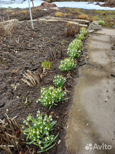 Мускари, галантусы, безвременники