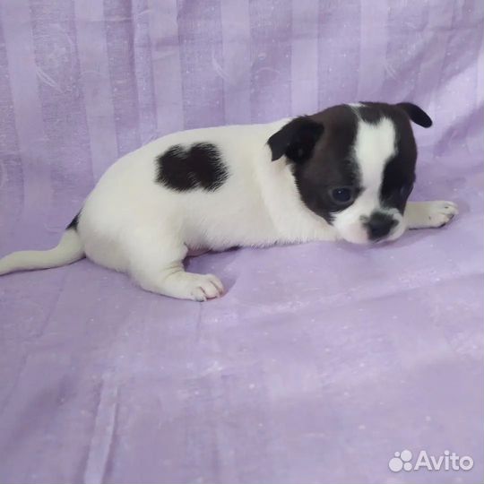 Чихуахуа мини