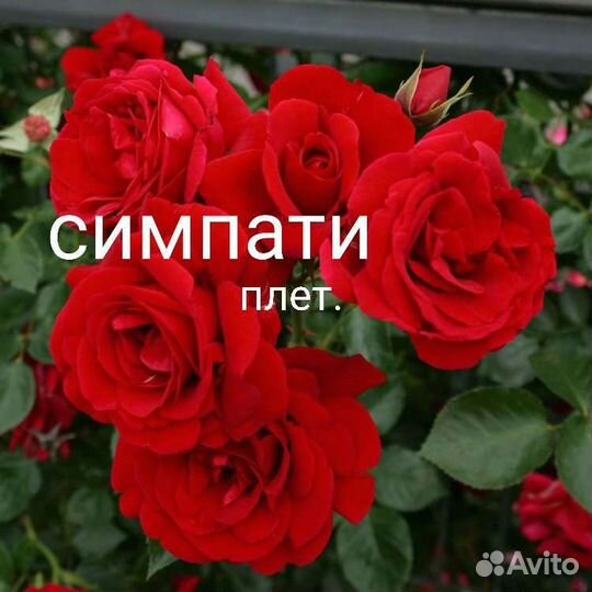 Розы и садовые цветы