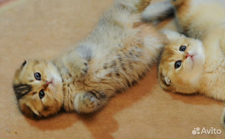 Шотландские вислоухие и прямоухие котята