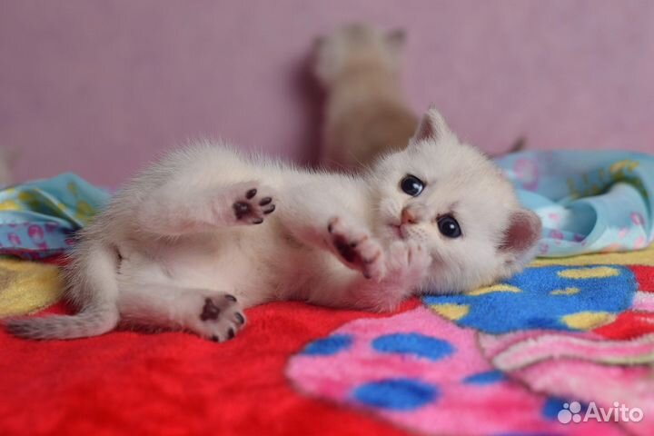 Шотландские котята Кошечка серебристая шиншилла