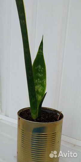 Комнатные растения