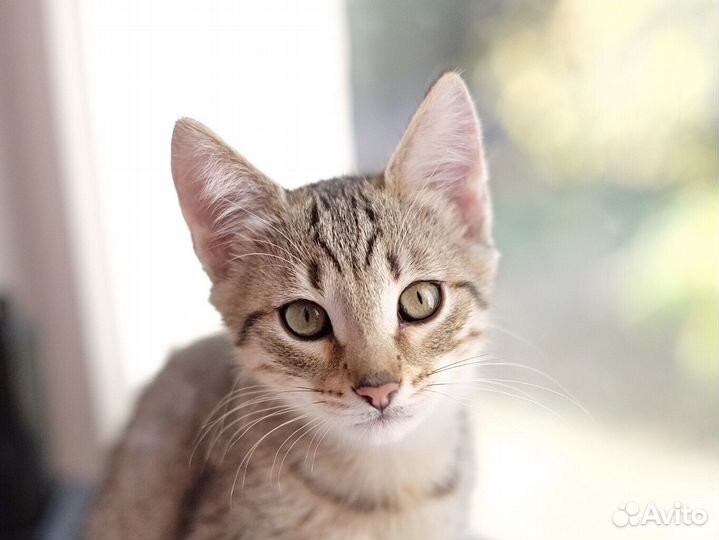 Котёнок мальчик