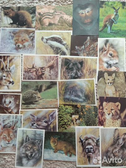 Открытки СССР животных,собак