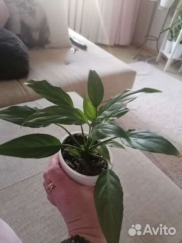 Спатифиллум Дели