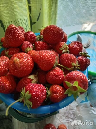 Клубника свежая ягода