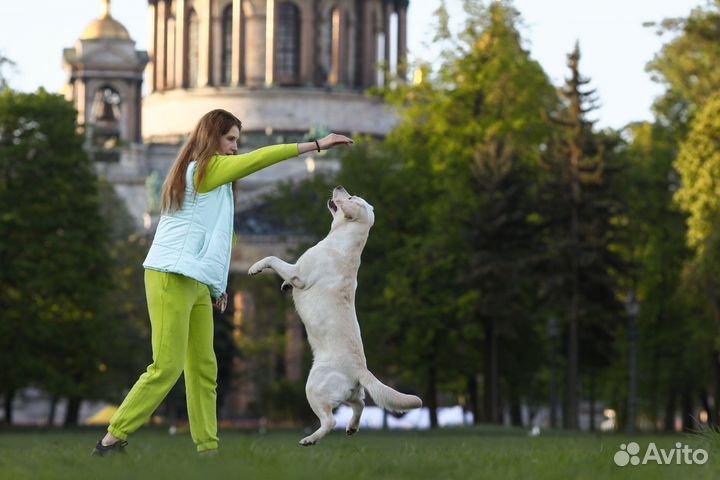 Собака для фотосессии и съёмок