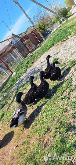 Инкубационное яйцо Утки башкирской