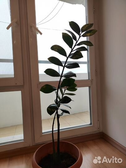 Замиокулькас