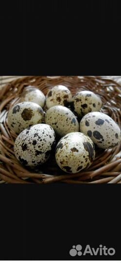 Яйца перепелиные домашние