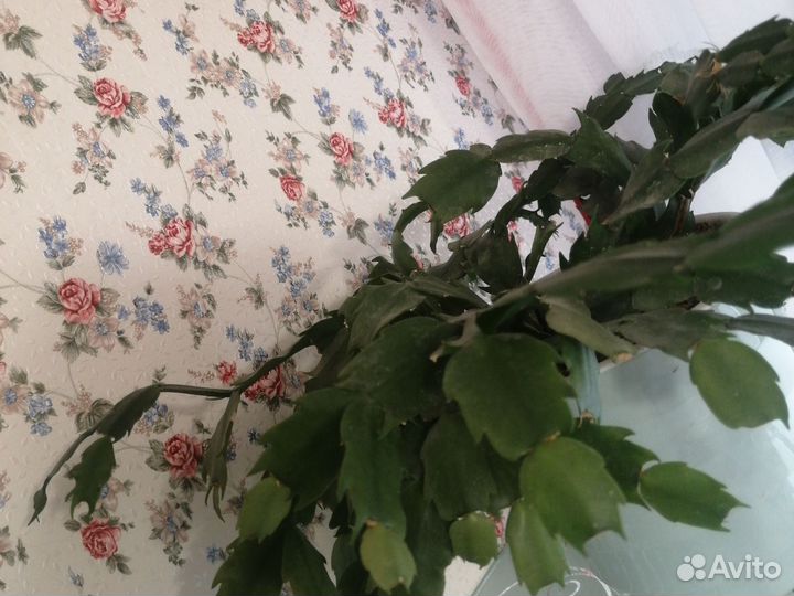 Декабрист шлюмбергера