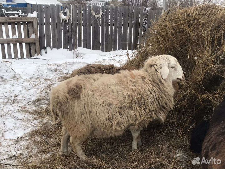 Продам племенных баранов