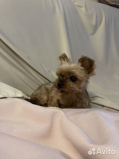 Йоркширский терьер девочка