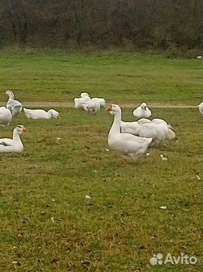 Ст. край с.солдато- александровское
