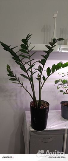 Замиокулькас