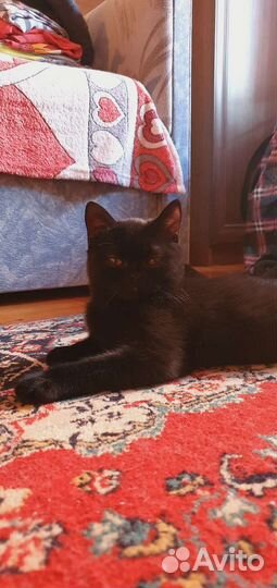 Британская короткошерстная кошка