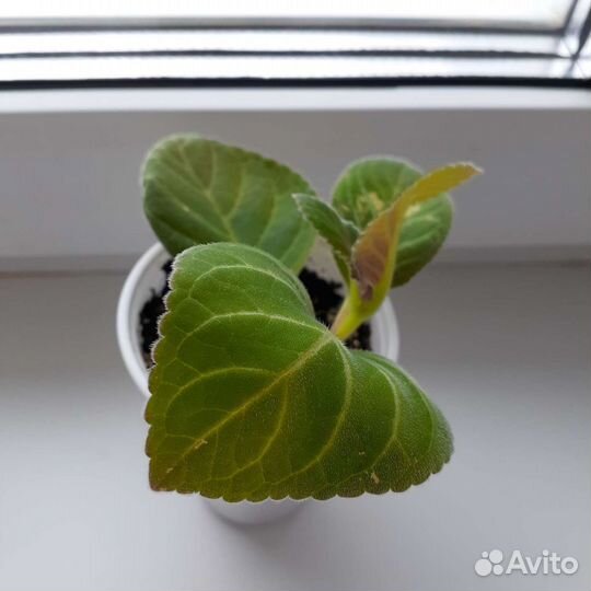 Глоксиния и тидея