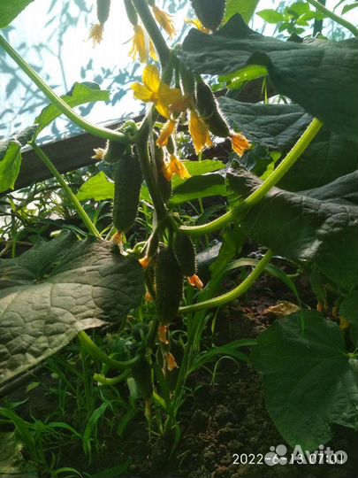 Огурцы домашние