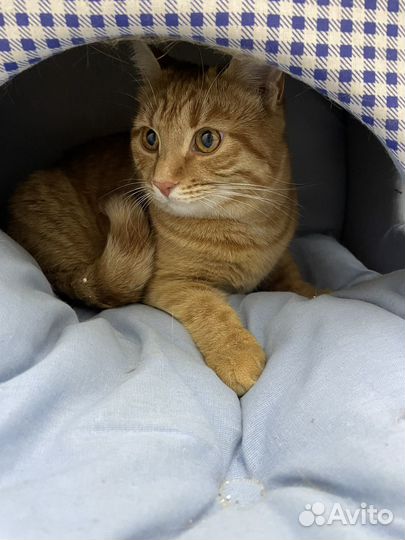 В добрые ручки