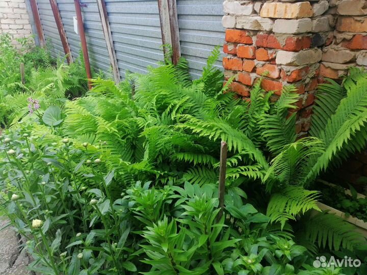 Папоротник