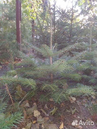 Пихта кавказская, пихта одноцветная