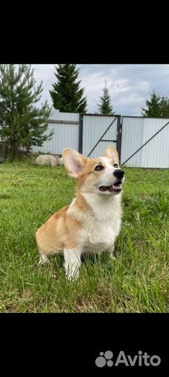 Вельш-корги пемброк мальчик