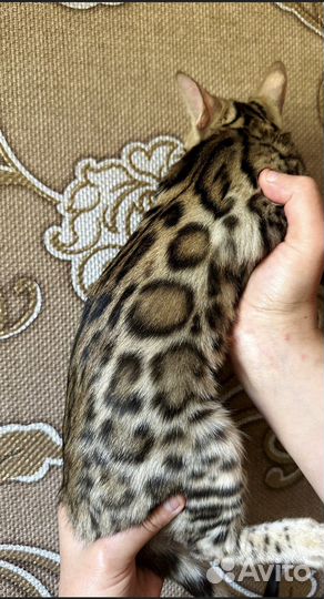 Бенгальский кошки