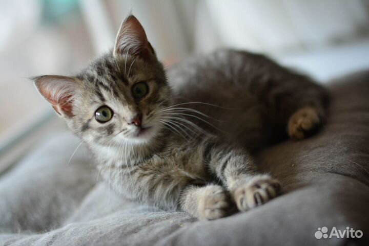 Котенок из Шебекино в добрые руки