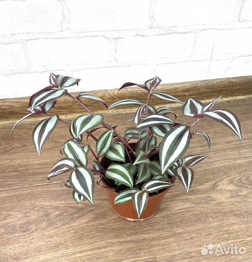 Традисканция Зебрина