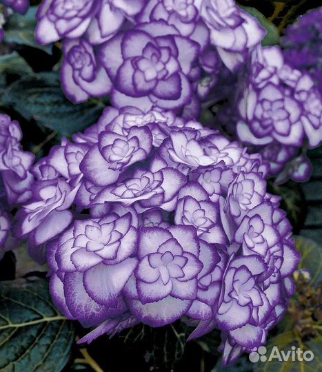 Гортензия мисс Саори