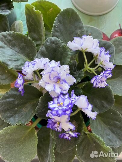 Фиалка сортовая