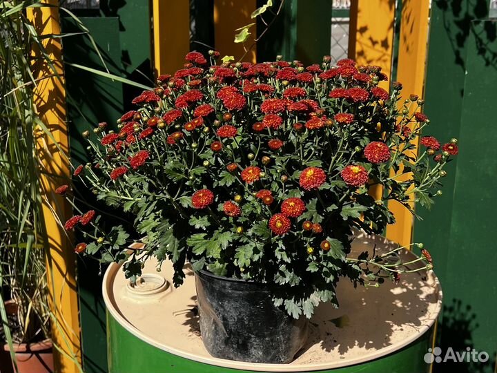 Хризантема