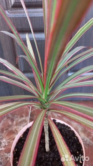 Драцена Маргината триколор