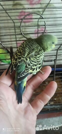 Волнистики птенцы попугайчики