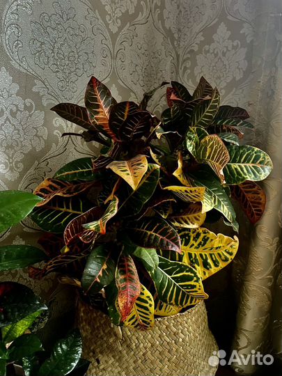 Кротон петра