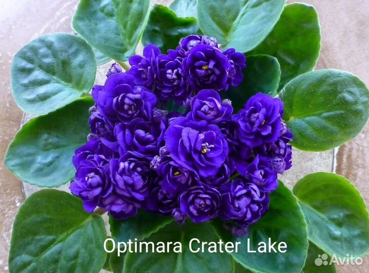 Фиалки набор №2 укоренённых листов 7 разных сортов