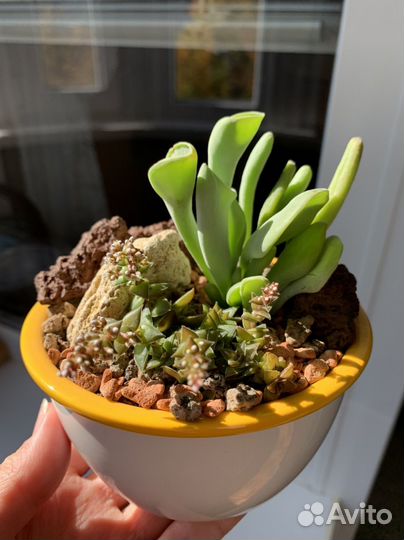 Суккуленты