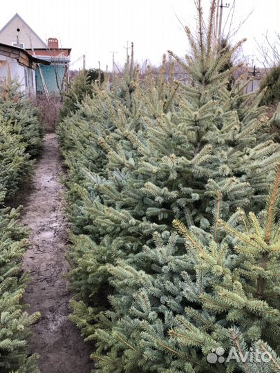 Ель колючая голубая