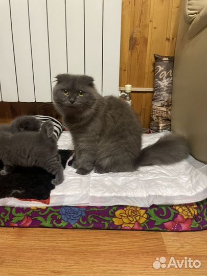 Шотландские котята